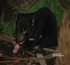 Tasman devil Conservation Park